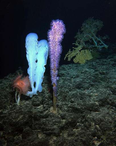 Photograph of bright blue, purple and orange anemones on the ocean floor.