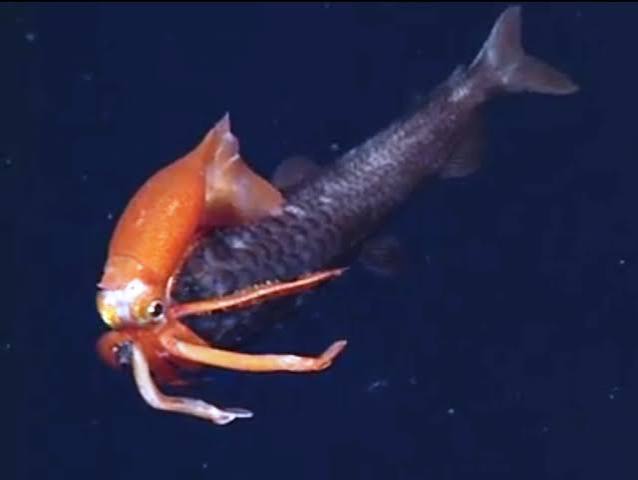 owl vs squid a photograph of an orange squid wrapping it's tentacles around an owlfish