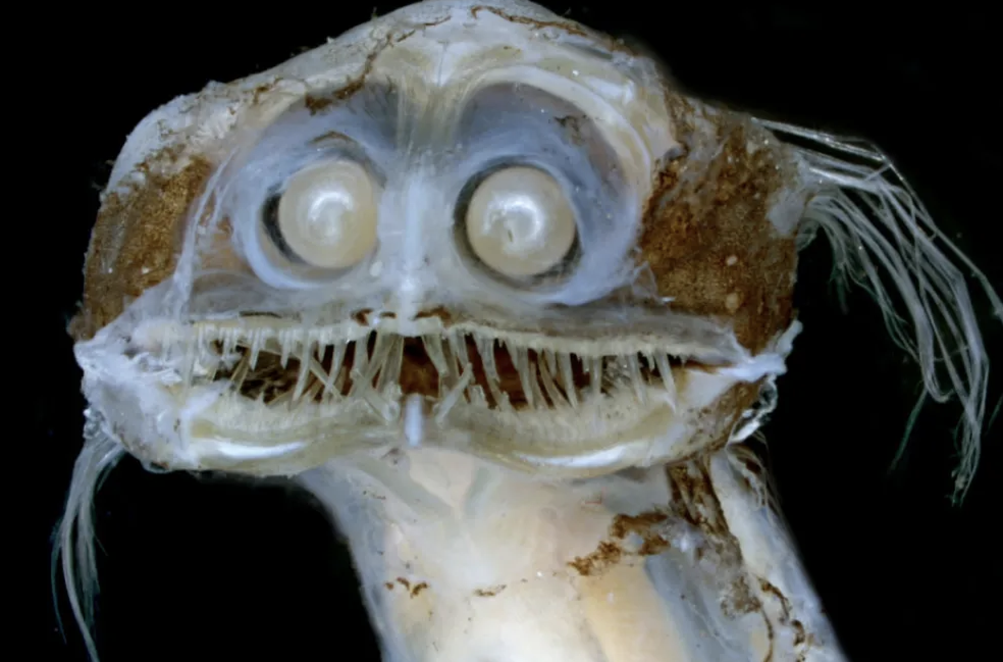 A close of photograph of a telescope fish. The fish is translucent with pearl shaped eyes and thin teeth.
