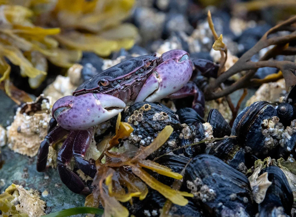 Purple crab with large claws on rocks covered with seaweed and barnacles