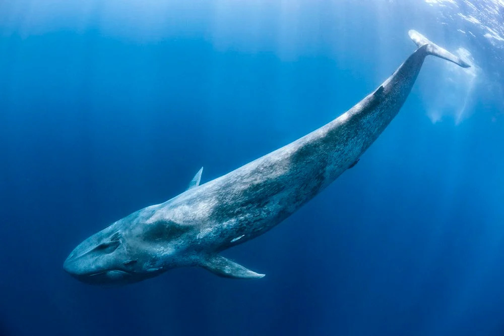 week7 Large blue whale swimming in the ocean.